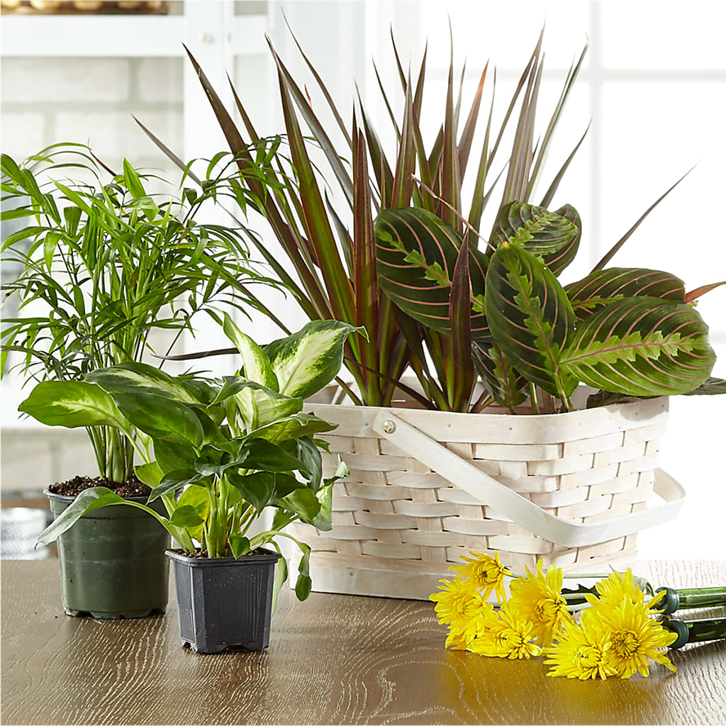 Florist Designed Blooming and Green Plants in a Basket – PARKER'S FLORIST, Madison AL