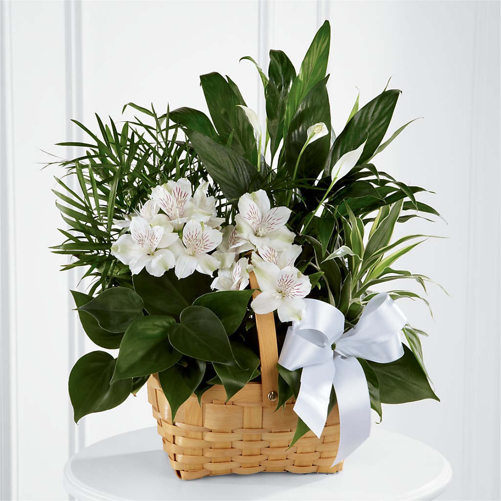 Peace & Serenity Dishgarden – PARKER'S FLORIST, Madison AL