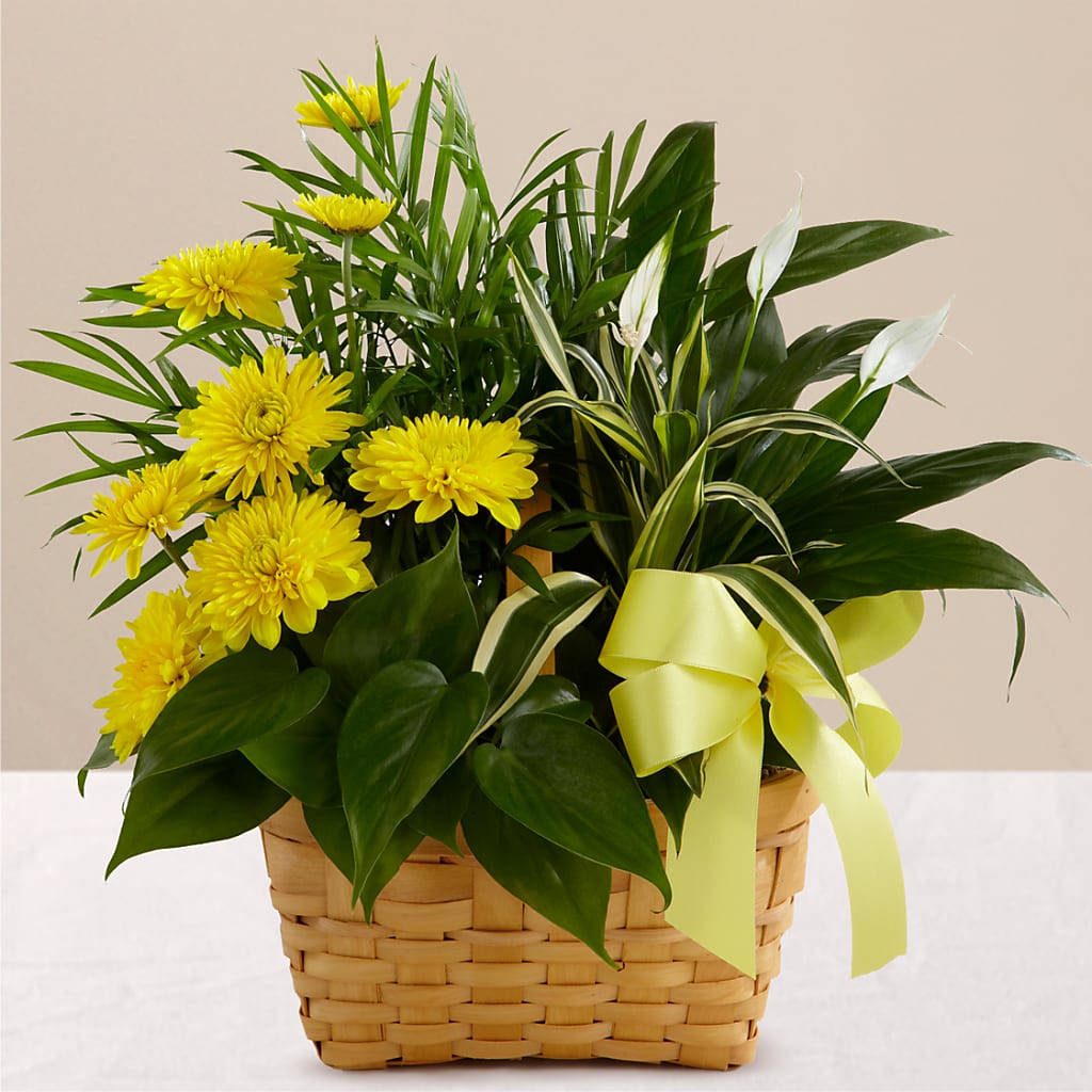 Loving Light Dishgarden – PARKER'S FLORIST, Madison AL
