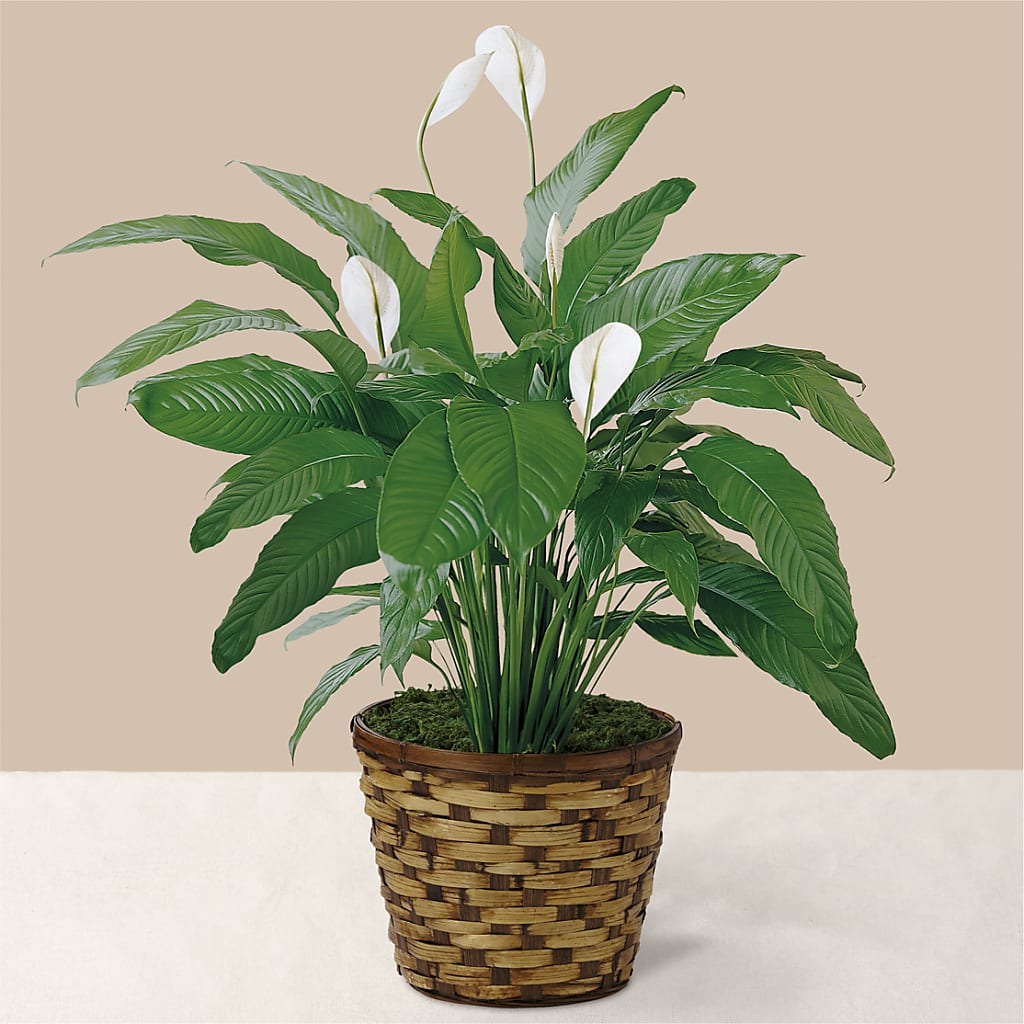 Tranquil Moments Peace Lily Plant – PARKER'S FLORIST, Madison AL