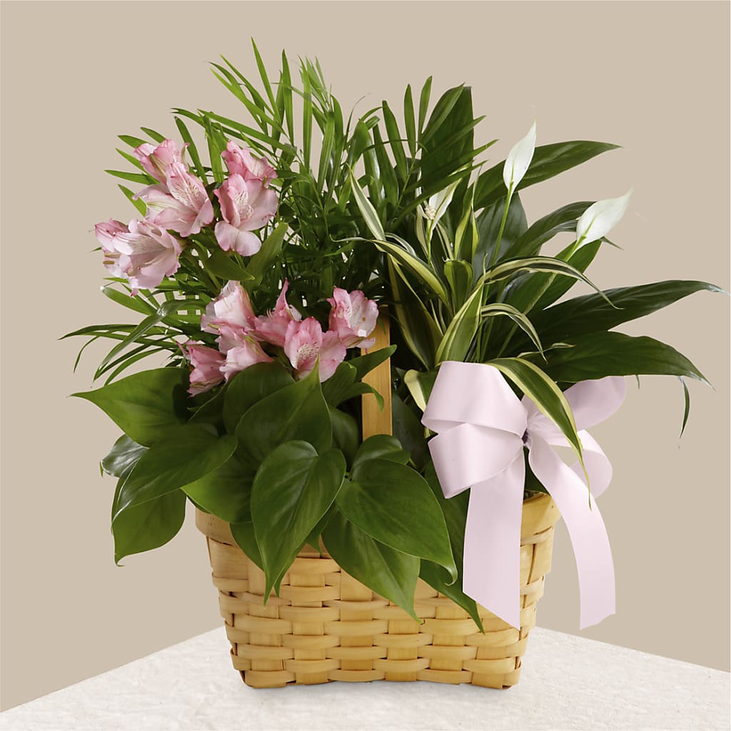 Living Spirit Dishgarden – PARKER'S FLORIST, Madison AL