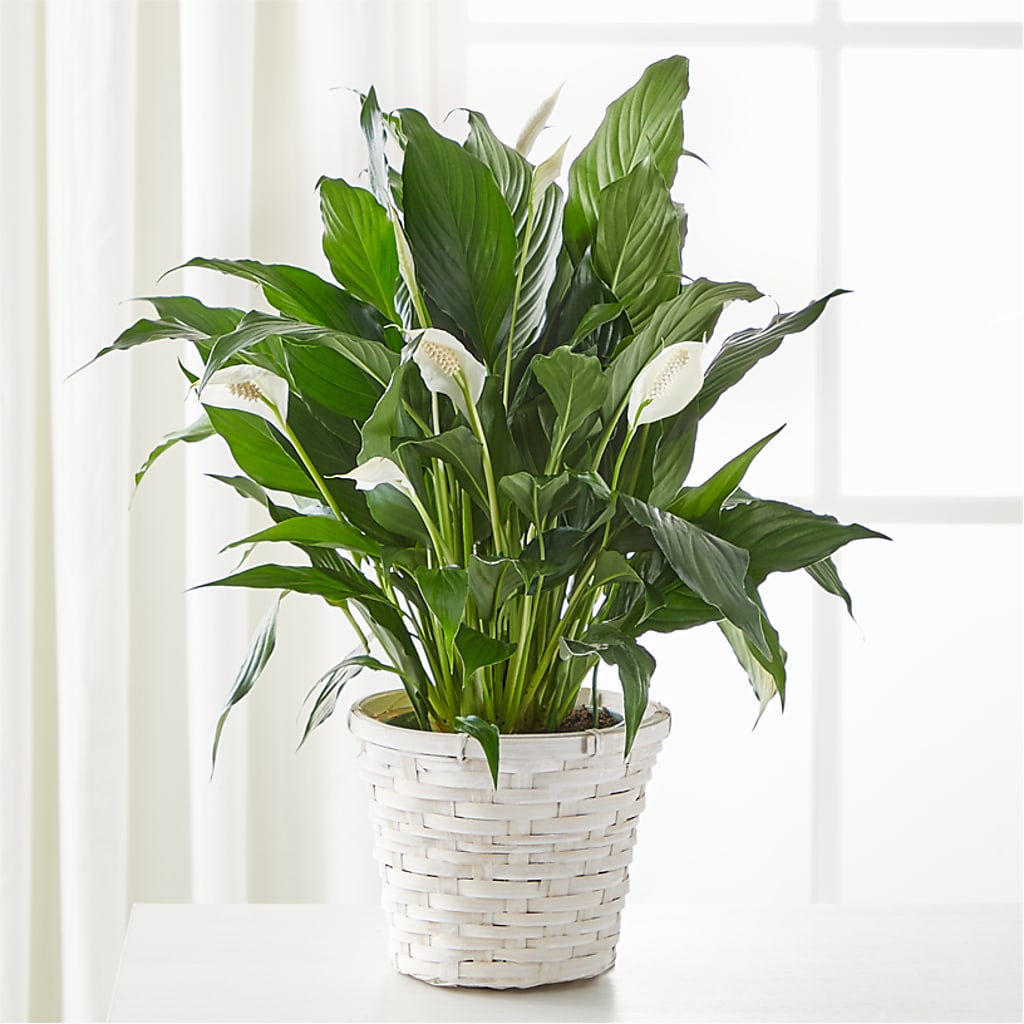A New Leaf Peace Lily – PARKER'S FLORIST, Madison AL