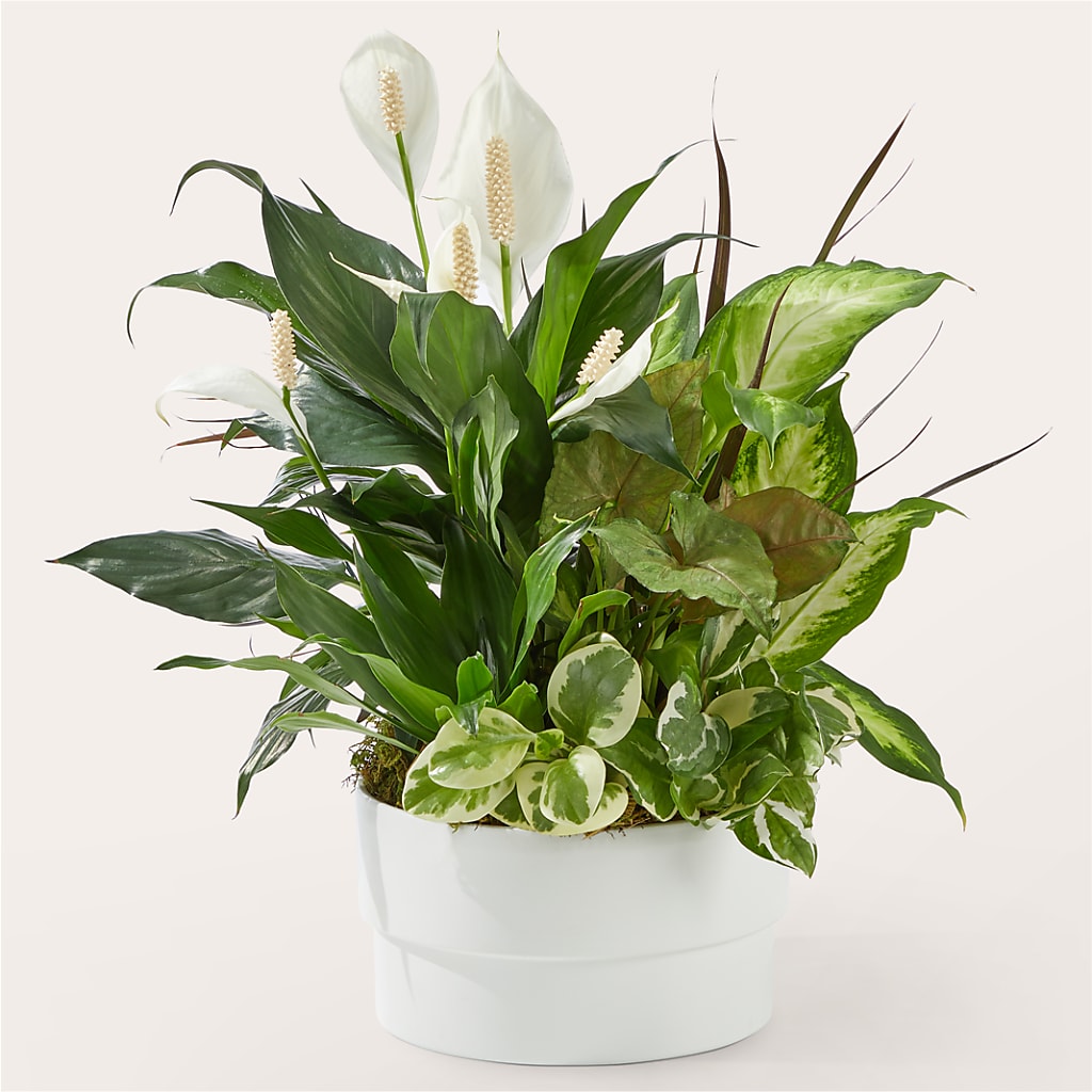 Radiating Positivity Dishgarden – PARKER'S FLORIST, Madison AL