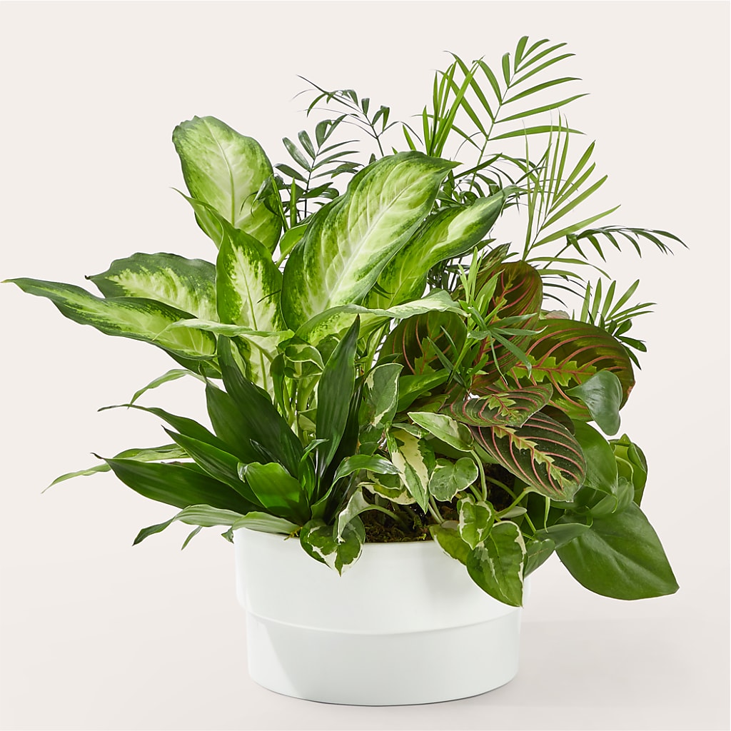 Radiating Positivity Dishgarden – PARKER'S FLORIST, Madison AL