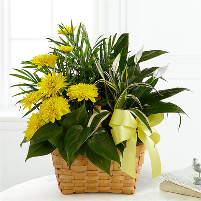 Loving Light Dishgarden – PARKER'S FLORIST, Madison AL