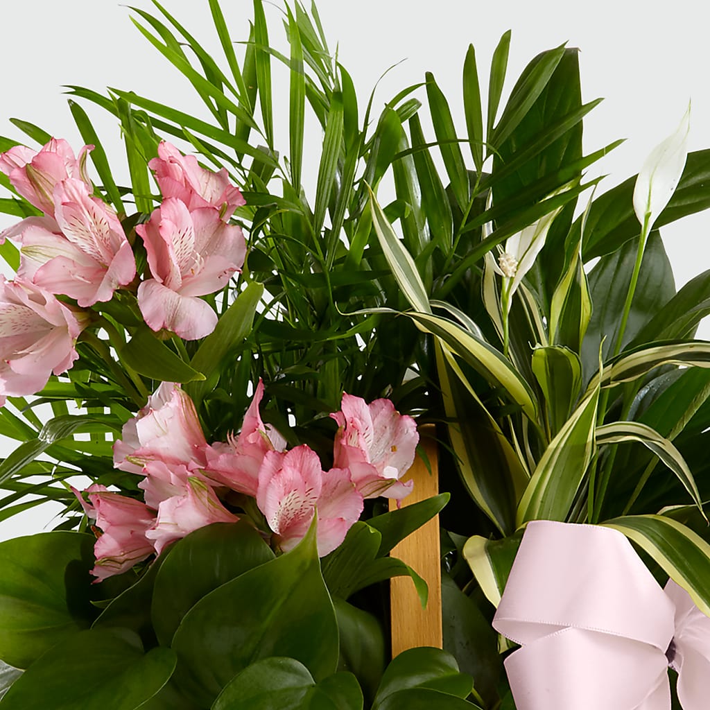 Living Spirit Dishgarden – PARKER'S FLORIST, Madison AL