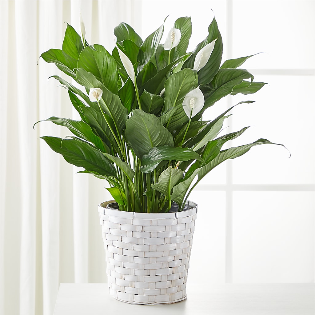 peace lily vase life A New Leaf Peace Lily