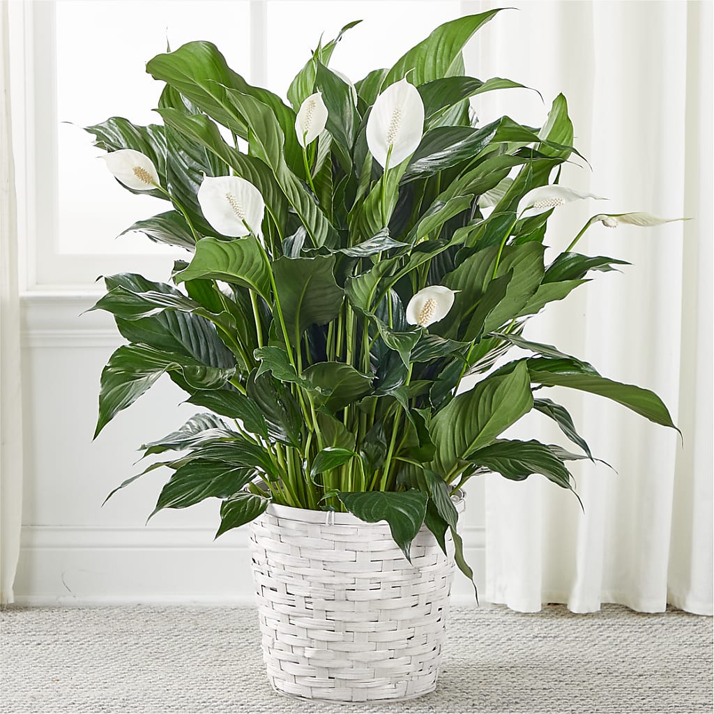 peace lily vase life A New Leaf Peace Lily