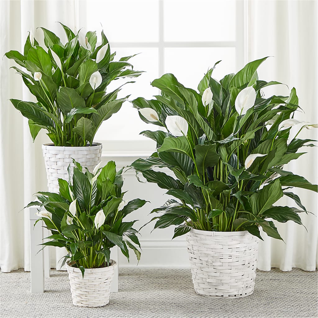 A New Leaf Peace Lily – PARKER'S FLORIST, Madison AL