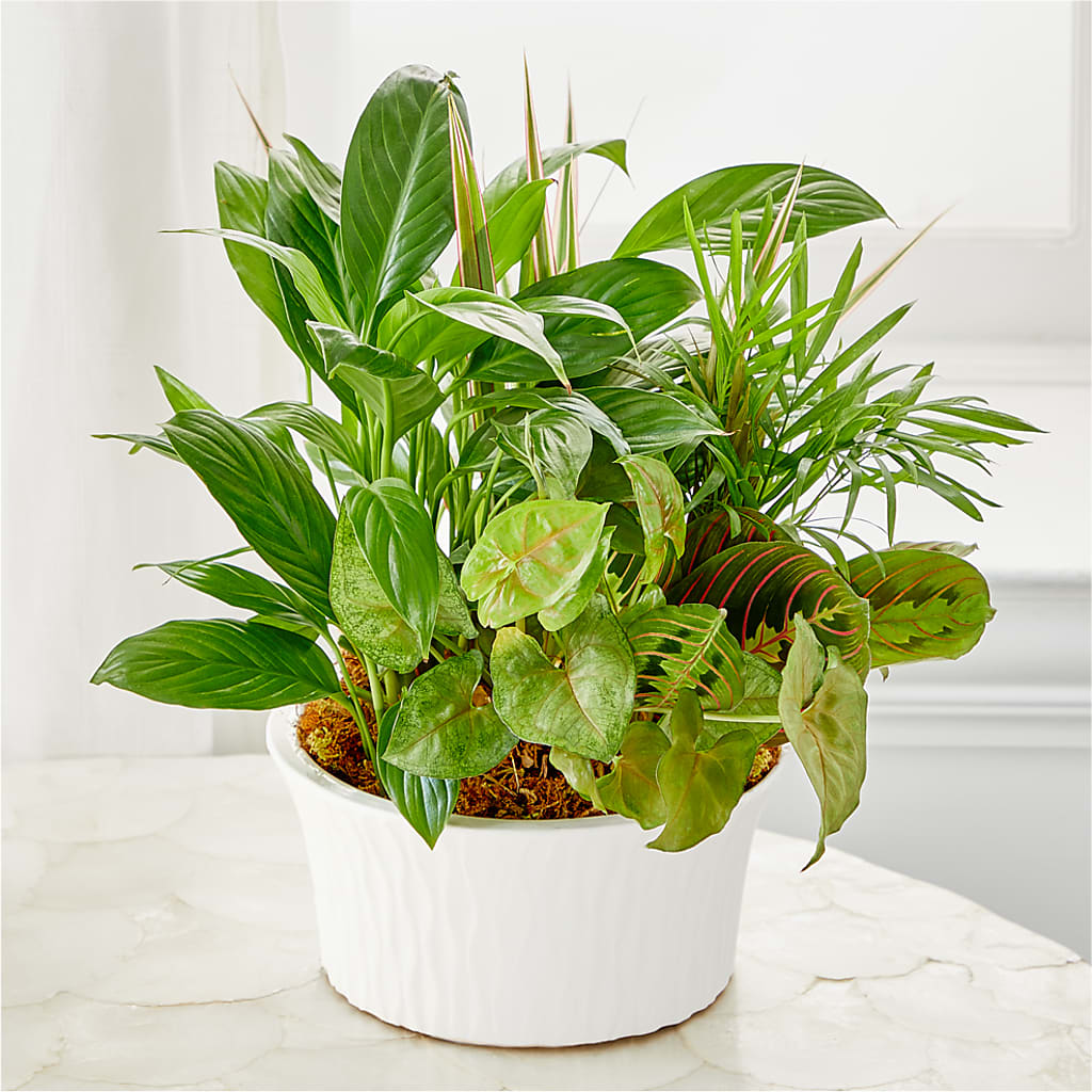 Balance & Harmony Dishgarden – PARKER'S FLORIST, Madison AL