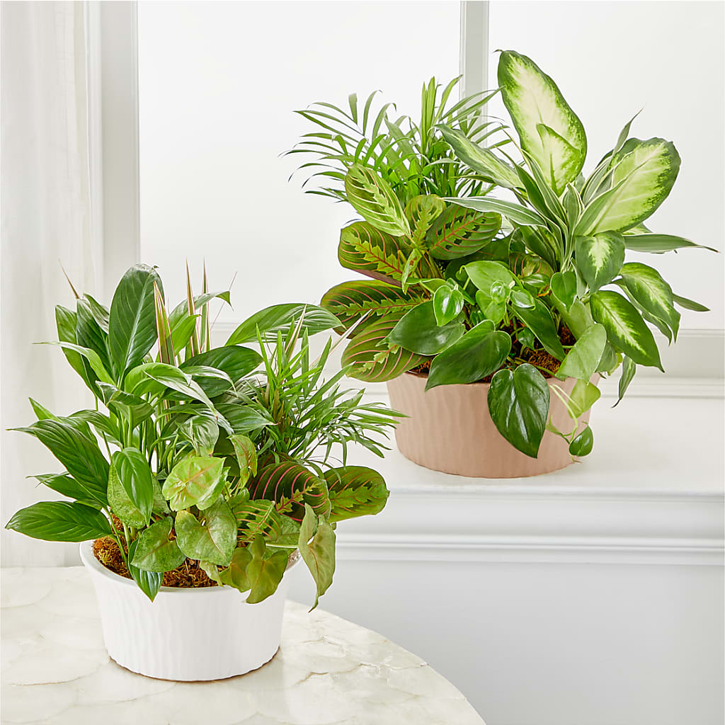 Balance & Harmony Dishgarden – PARKER'S FLORIST, Madison AL