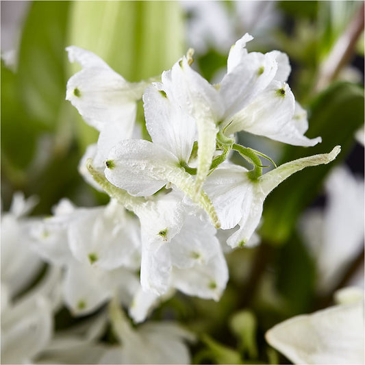 Classic Ivory – A Florist Original – PARKER'S FLORIST, Madison AL
