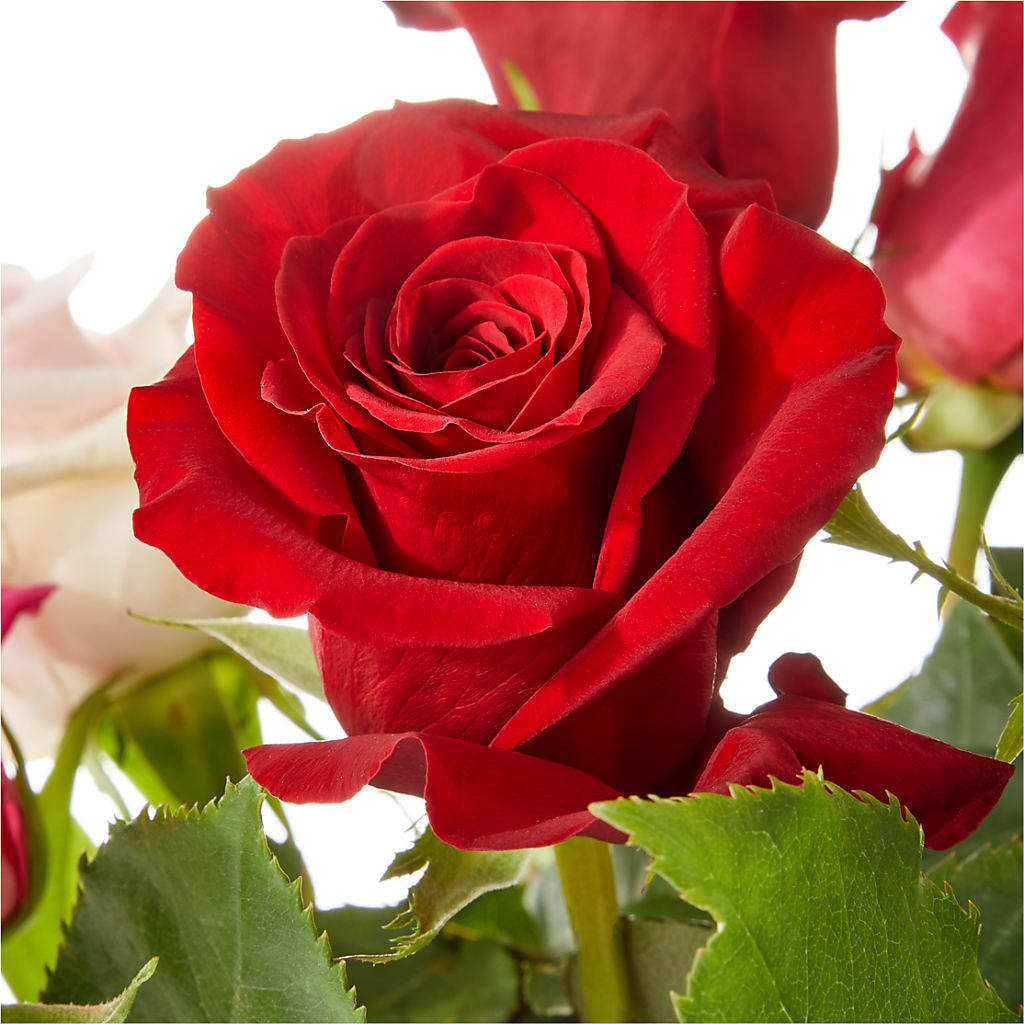 Love Notes Rose Bouquet – PARKER'S FLORIST, Madison AL